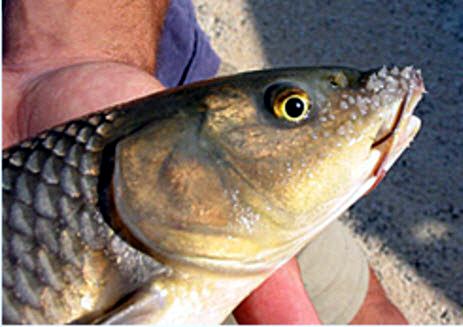Luciobarbus sclateri_08.jpg
